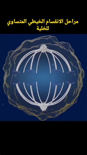 ‎الأستاذة وابل للعلوم الطبيعية‎ | ‎✨ مراحل الانقسام الخيطي المتساوي (Mitosis) ✨ رحلة الخلية نحو التجدد والاستمرار 🔁 🌀 1. الطور التمهيدي (Prophase): تتكاثف الكروموسومات وتظهر...‎ | Instagram