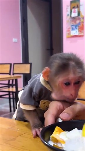 Lala hopes for a fun trip so Dad surprises her with dessert and a scenic stroll! #Monkeylala #Lalaupdate | Lala Update