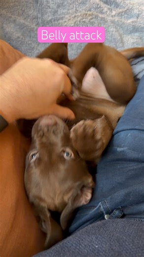 Brown meth Lab'. Attack mode. #puppylife #satanfurry
