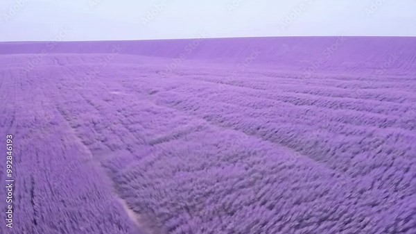 Monochromatic field of soft, muted lavender stretches endlessly, creating a serene and tranquil landscape.
