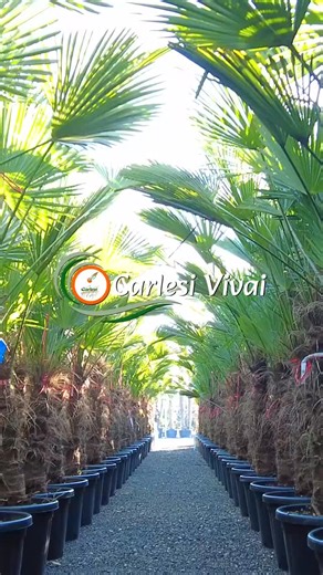 Carlesi Vivai on Instagram: "Nurserymen for three generations. Our family has been producing ornamental plants since 1959. We are specialists in ornamental plants,trees,bio spalier,conifers,shrubs. Photinia,betula,camelia,malus,nandina,nerium,picea,prunus,tracheospermum,yucca,ecc visit our website - https://www.carlesivivai.it/ Contacts Phone +39 0573 545236 Email info@carlesivivai.it Via di Sant’Angiolo 83, 51100 Pistoia (Italy) #abies #acer #albizia #amalanchier #azalea #bambusa #Plants #buxus