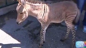 Entre zèbre et âne, un zébrâne est né en Italie