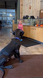 15M views · 332K reactions | My Dad said I don’t listen 藍 #puppytraining #bigpuppy #greatdanepuppy #sitpuppy | Larry_the_great_dane | Facebook