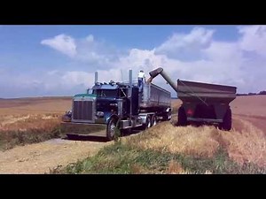 Mennonite Horst Sisters Harvesting Wheat 2013 Kinsinger Farm