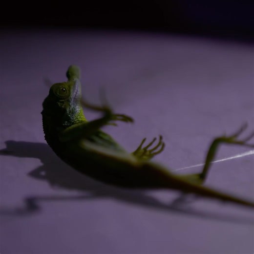 4.7K views · 27 reactions | This tiny lizard fakes its own death to escape from its captor | Best Documentary | Facebook