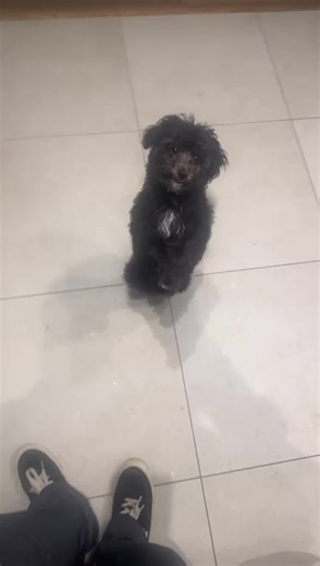 Patsy the Dancing Poochon: A Cute Canine Dance Star