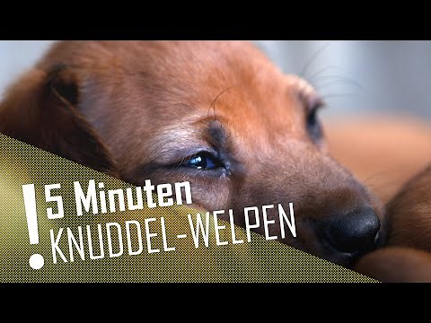 5 MINUTEN | Süße Hundewelpen im XXL-Clip | DER TIERKANAL