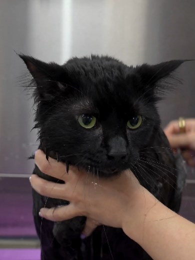 He's so hilarious 😂 #catsoftiktok #cat #mainecoon | cats