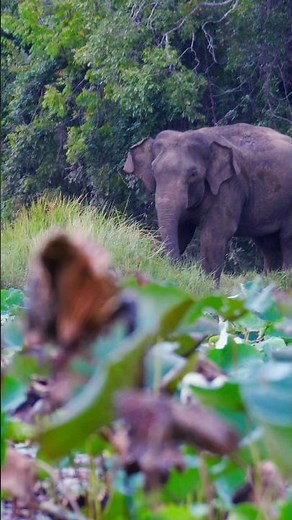 The Silent Journey of a Lone Elephant 🐘 | Wild & Free