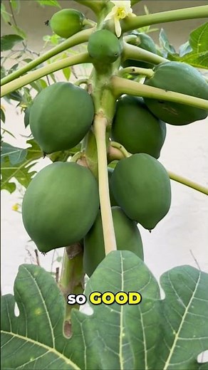 Papaya Fruiting Secrets Grow & Harvest Easily!