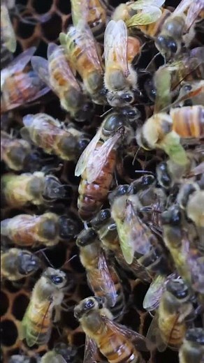 Honey Harvest at Our Farm \\Making Honey on Our Bee Farm\\{"simpleText":"Sign in"}{"simpleText":"Sign in"}{"runs":[{"text":"Save"}]}Want to watch this again later? #OrganicFarming #RuralLifeVuthy Youn (Phnom Pross Monkey Park){"simpleText":"Personalized"}{"simpleText":"None"}{"runs":[{"text":"Unsubscribe"}]}Vuthy Youn (Phnom Pross Monkey Park)?Vuthy Youn (Phnom Pross Monkey Park)?18:44{"content":"Hive Hunter's Tales"}{"content":"4M views"}{"content":"1 month ago"}11:44{"content":"Yappy Beeman "}