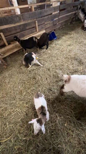 Mary on the farm on Reels