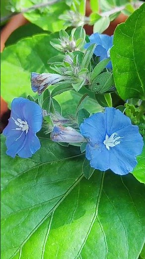 Terrace Garden Tour #flowers #garden #trending #viral #viralvideo #shortvideo#beautiful