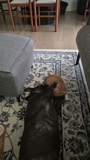 DaVinci✨🐶// #pingu_emilia #chihuahua #viral