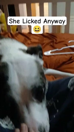 She Licked Anyway😍😆🐕🐶 #adorable #cute #snuggly #dog #dogs