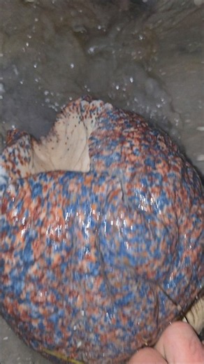 The giant sea snail.. #fishing #marinemystery #oyster #fishingtrip #viral