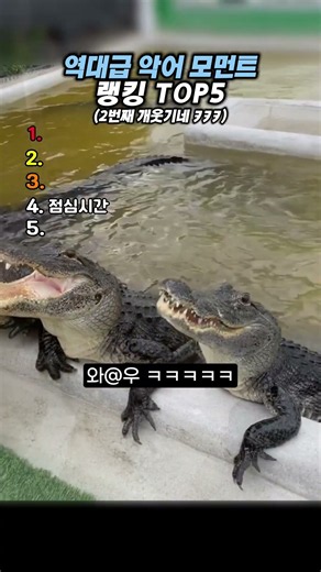 역대급 악어 모먼트 랭킹 TOP5 #랭킹#유머#웃긴영상
