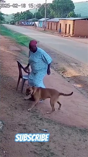 🐶🐕 Animal six 🕡 Sen's 😺