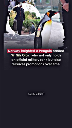 Sir Nils Olav, the royal penguin of Norway, proudly carries military rank and royal honor. 🐧