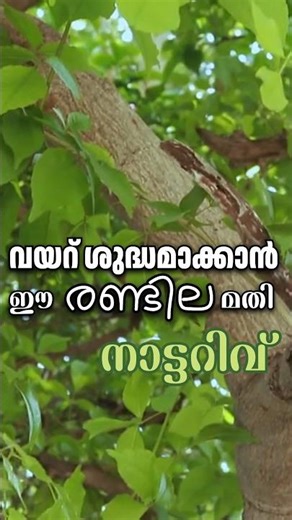 രണ്ടേ രണ്ടില മതി വയറിലെ അസ്വസ്ഥത ദഹനക്കേട് എല്ലാം മാറാൻ #tips #plants #farming #garden