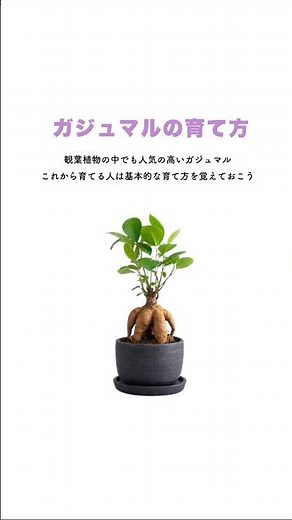 ガジュマルの基本的な育て方 #ガジュマル #観葉植物