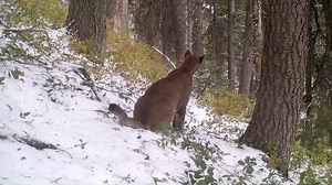 A chill is in the air as autumn settles in. A couple of weeks ago, we had our first snowfall in the mountains of Utah. When we checked our camera traps we were delighted to find a healthy mountain lion exploring the wintery landscape. What an honor it is to live alongside these remarkably adaptable animals! | Mountain Lion Foundation
