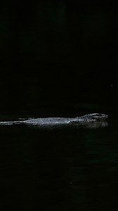 Silent predators are always nearby in the rainforest 👀 #borneo #photography #canon #wildlifephotography #wildlife #malaysia #rainforest #predator | Brian Rocca