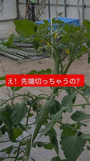定植後31日目連続摘芯栽培#農業#農作業#新規就農#ミニトマト#誘引#shorts
