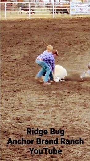 Champion Sheep Ride
