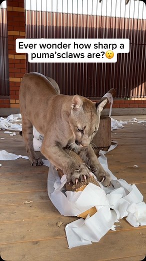 The Big Cat Rescuers on Instagram: "Join our mission to protect panthers and their habitats. Our cozy panther shirts and hoodies do more than just look good—they do good. A portion of every purchase supports our charity partner, dedicated to saving these majestic creatures. What you wear reflects what you stand for. Click the link in our bio to be part of our growing community, and together, let’s make a real impact. Pumas, also known as mountain lions or cougars, are powerful big cats native to