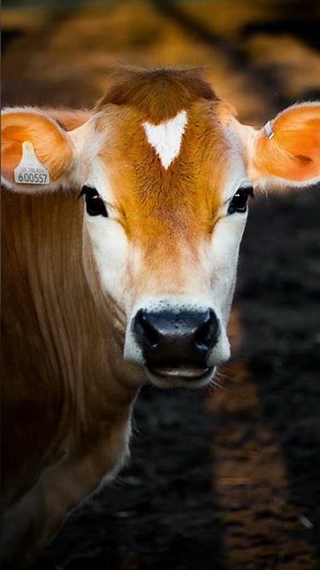 Cow Sound Moo Sound effect sfx #soundeffect #sfx #editing #edit #sound