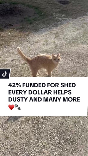 I have not met dusty yet but i’ve tried so hard for him. I don’t have to meet an animal to love them. If you would like to help, it’s our first thing on our link tree. ♥️🐾 #cat #kitty #catlover #straycat #catrescue