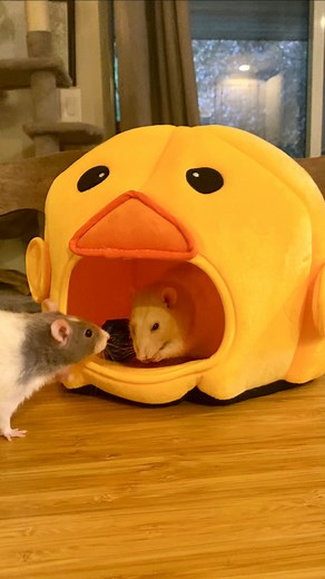 Thank you @therattybox for gifting us the adorable May subscription box – and some bonus hammocks – in exchange for our ratties’ authentic review! This was Phoebe and Spark’s FIRST ratty box, and Spark especially was instantly smitten with the idea of digging into a box full of goodies designed with rats in mind! Seriously, she would not get out of the box. 😂 We’ve said it before and we’ll say it again: novelty is a big component of rat enrichment – they are curious creatures! The very process 