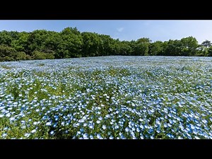 国営武蔵丘陵森林公園のネモフィラ [4K] （埼玉県比企郡滑川町）2023/4/21