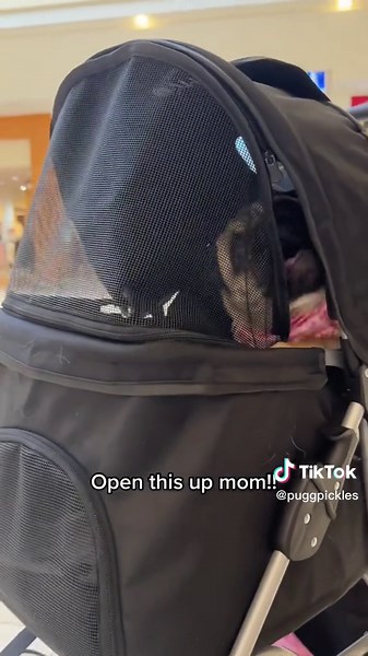 Pug's Hilarious Stroller Tantrum Caught on Camera