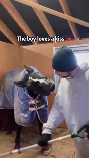 Heartwarming Moments with Loving Horses