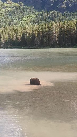 114K views · 7.8K reactions | A moose feeds amongst a scenic summer backdrop in Montana. | Michael Hodges, Author | Facebook