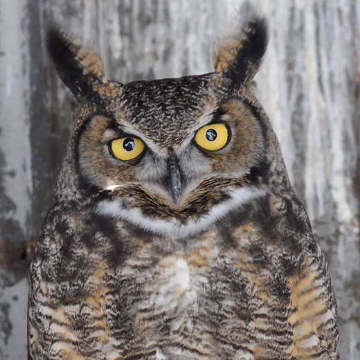 19K views · 1.9K reactions | Welcome to the wonderful world of owls! Learn what distinguishes owls from other birds and about their diversity. Find out which owls are the biggest, smallest, and most unusual in this self-paced, online course! | Cornell Lab of Ornithology | Facebook