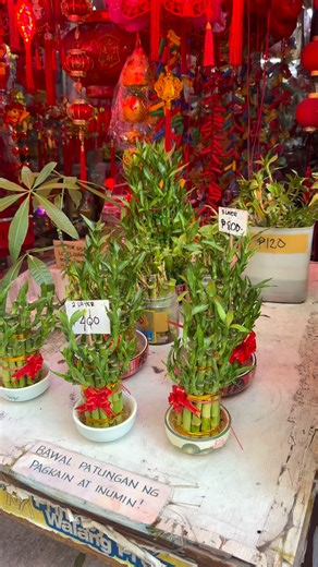 pampaswerte Halaman sa Binondo Manila China Town 🇨🇳 #pampaswerte #gardeninspiration #PlantBased #travel | Mark of the Jungle Plants