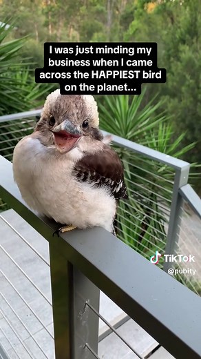 Happiest Bird Singing Kookaburra Song Original | Pubity #RoadTo16Million