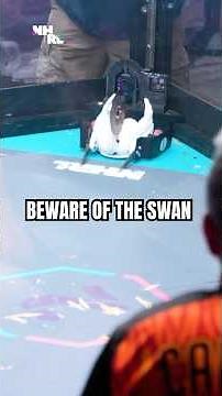 Finally a swan that could actually break your arm