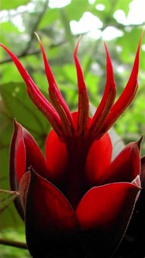 Devil’s Hand Tree Flower | Chiranthodendron pentadactylon#nature #beautiful #flower