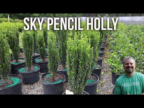 'Sky Pencil' Holly - Ilex crenata 'Sky Pencil'