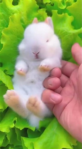 Fluffy Baby Bunny's Dream Nap in a Lettuce Bed! 😴
