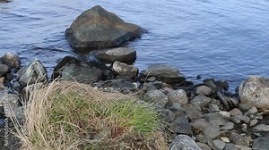 Common gull (Larus canus) nest on a hundred-year-old mound of sedge. The water level in the river fell and the bottom was bare