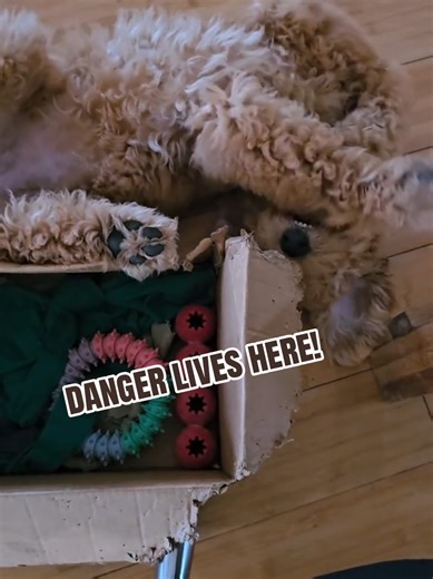 danger is me, Ruby! #puppy #puppytok #goldendoodle #doglover #cute