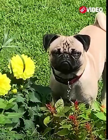 This pug loves to eat freshly planted flowers 😁 | WTVideo