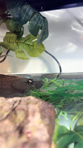 Li’l Claws is taking on one of the greatest dangers in the Appalachians— a Pink-Bellied Side-Necked Turtle! 😱 We’re joking, of course… mostly. While these freshwater reptiles are harmless to us and Li’l Claws came out unscathed from his fishing venture, they do pose a massive threat for our local turtle populations. From the area of Papua New Guinea and Australia, if taken in as a pet and released in our area, they can introduce foreign diseases to our box turtles, snapping turtles, and many ot