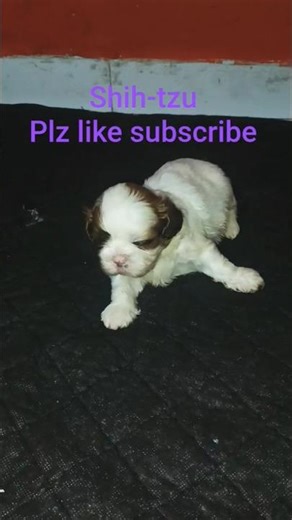 R09K SHIH-TZU BREEDING
