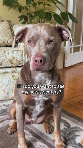 Shop Stylish Dog Sweaters at Cozy Critters